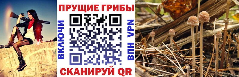 hydra ONION  Райчихинск  Галлюциногенные грибы Magic Shrooms 